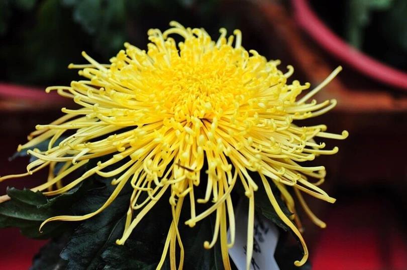 QQ圖片20180927145223